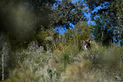 Iberian wolf // Iberischer Wolf // Lobo ibérico (Canis lupus signatus) photo