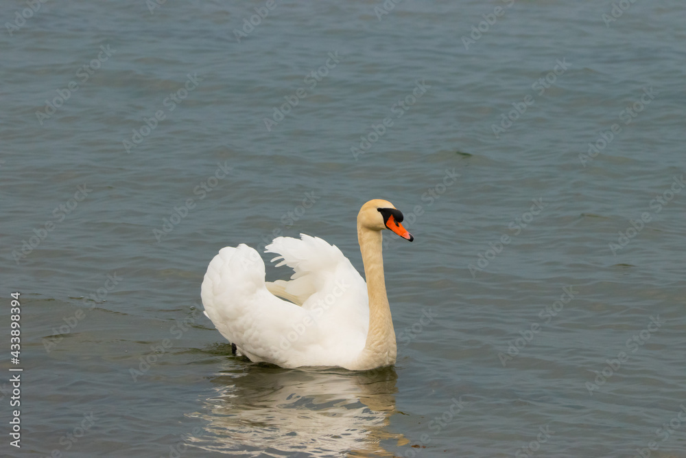 Swan in the lake of Constance in Switzerland 28.4.2021 Swan in the lake of Constance in Switzerland 28.4.2021