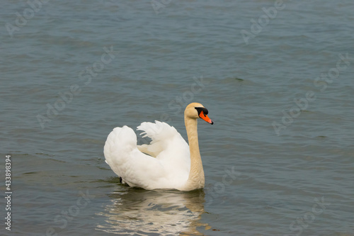 Swan in the lake of Constance in Switzerland 28.4.2021