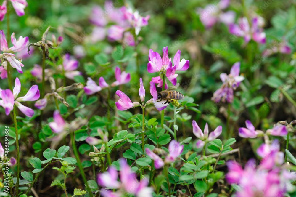 Bee collecting the pollen of astragalus sinicus flowers Bee collecting the pollen of astragalus sinicus flowers