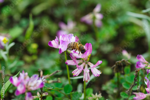 Bee collecting the pollen of  astragalus sinicus flowers