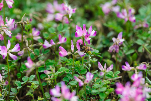 Bee collecting the pollen of  astragalus sinicus flowers