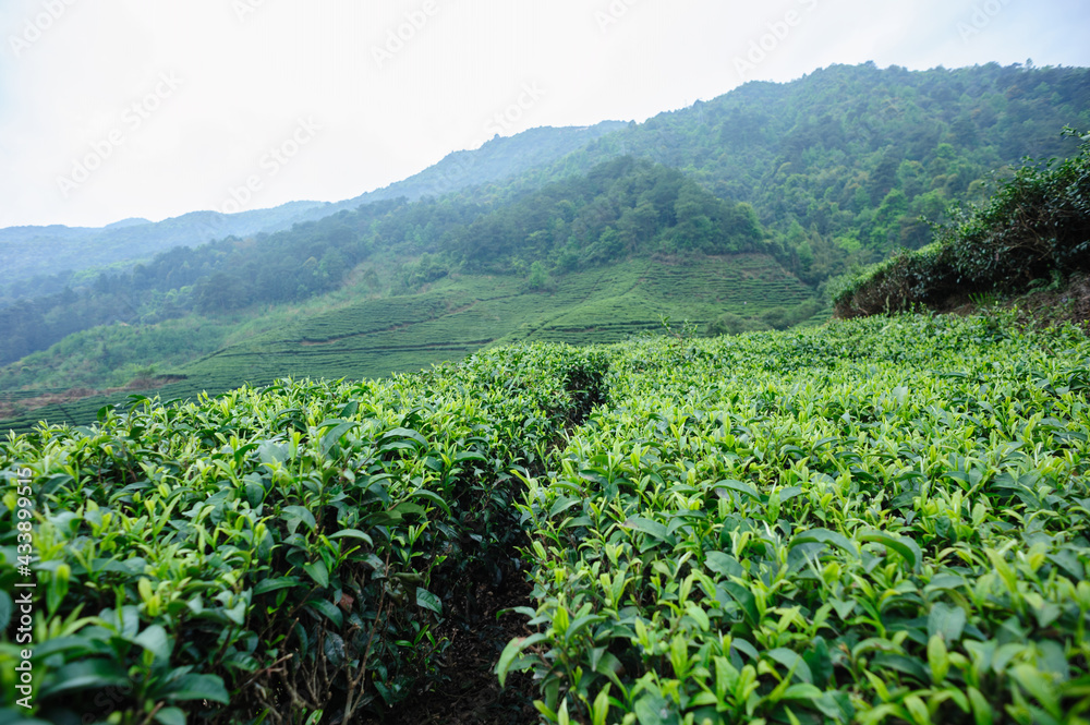 Green tea trees garden in spring