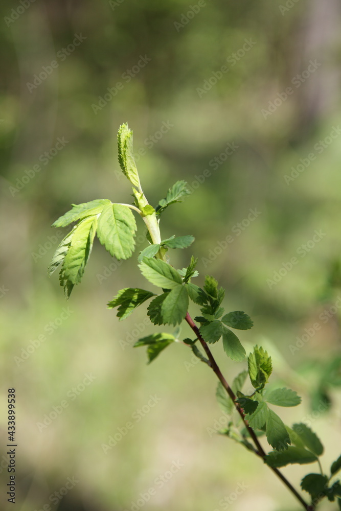 Young green leaves break out on the European tree branch close up on blurred background at Sunny spring day Young green leaves break out on the European tree branch close up on blurred background at Sunny spring day