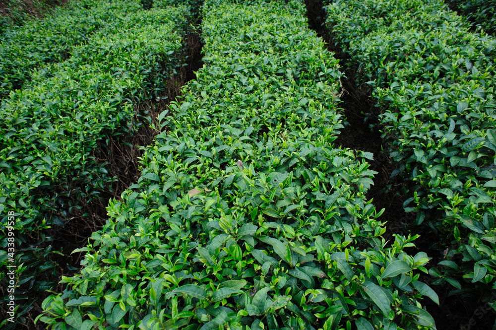 Green tea trees garden in spring