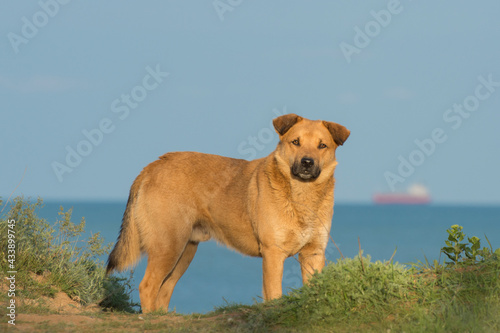 Ginger stray dog on the shore of the blue sea. Sad animal emotions.