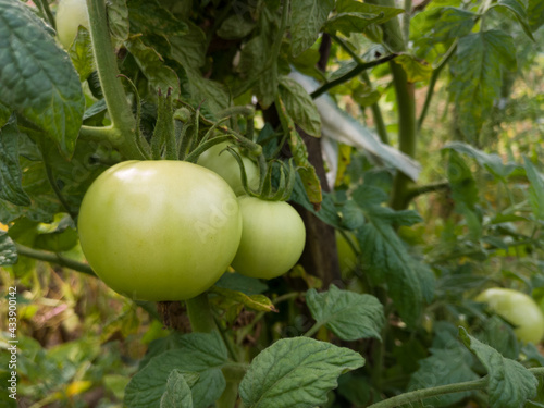 Wallpaper Mural Tomato plant with bunch of green tomatoes, homegrown unripe vegetable from garden, vitamin rich antioxidant Torontodigital.ca