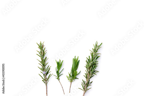 Rosemary flat lay on white background illustrating herbal kitchen ingredient