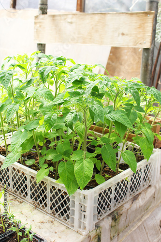 Young tomato plants in the store. Sale of seedlings in a store for gardeners.