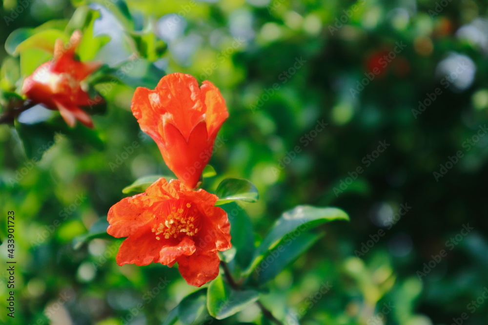 red pomegranat flower  in the garden