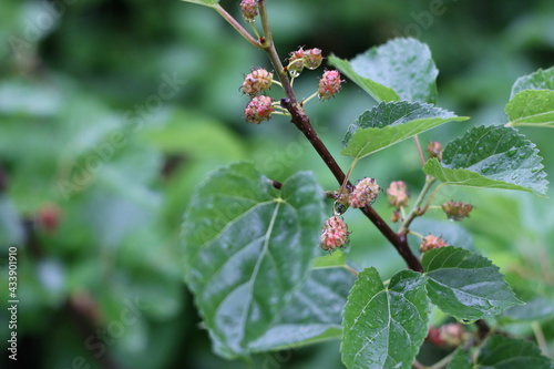 Very beautiful flowers and plant