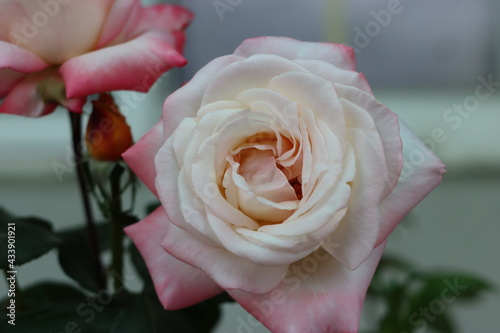 Very beautiful flowers and plant