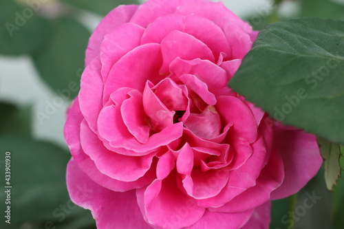 Very beautiful flowers and plant