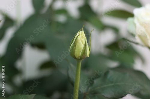 Very beautiful flowers and plant