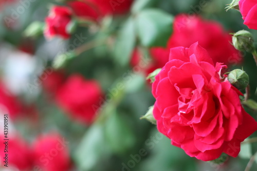 Very beautiful flowers and plant