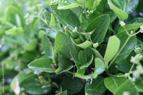Very beautiful flowers and plant