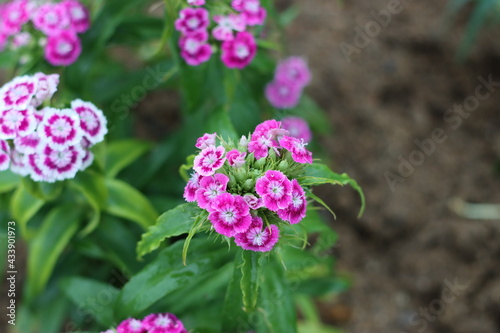 Very beautiful flowers and plant