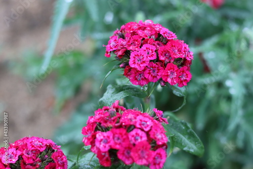 Very beautiful flowers and plant