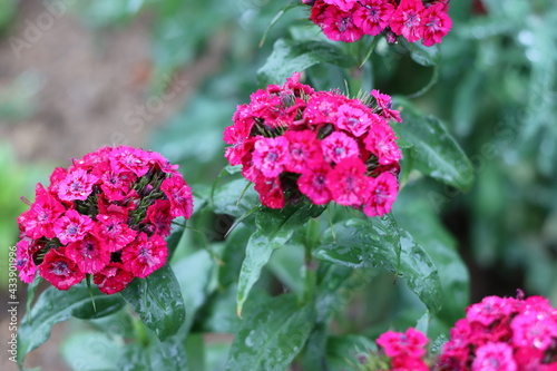 Very beautiful flowers and plant