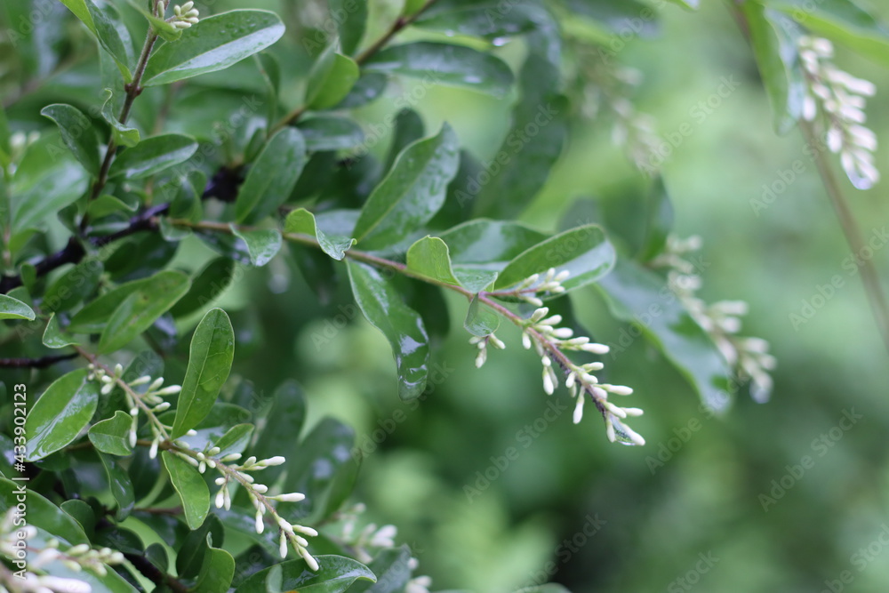 Very beautiful flowers and plant Very beautiful flowers and plant
