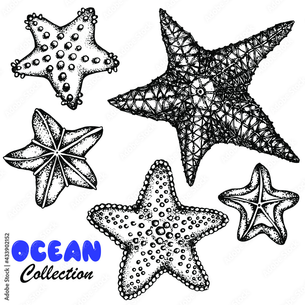 Starfish Set Underwater Life Black White Sketch Vector Stock starfish-set-underwater-life-black-white-sketch-vector-stock