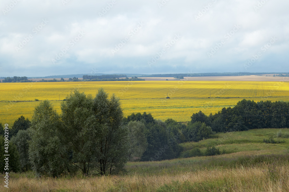Naklejka premium Roadside view of a sunflower field