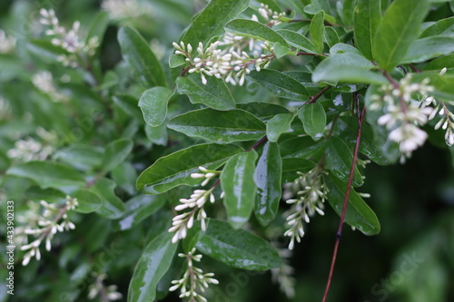 Very beautiful flowers and plant