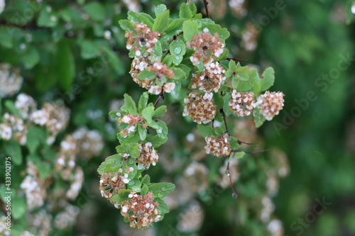 Very beautiful flowers and plant