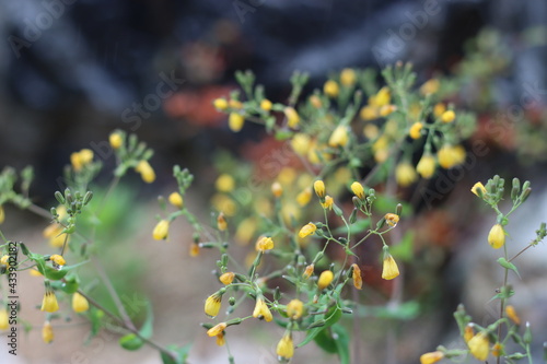 Very beautiful flowers and plant