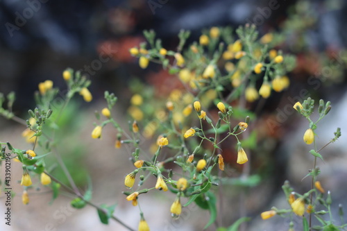 Very beautiful flowers and plant