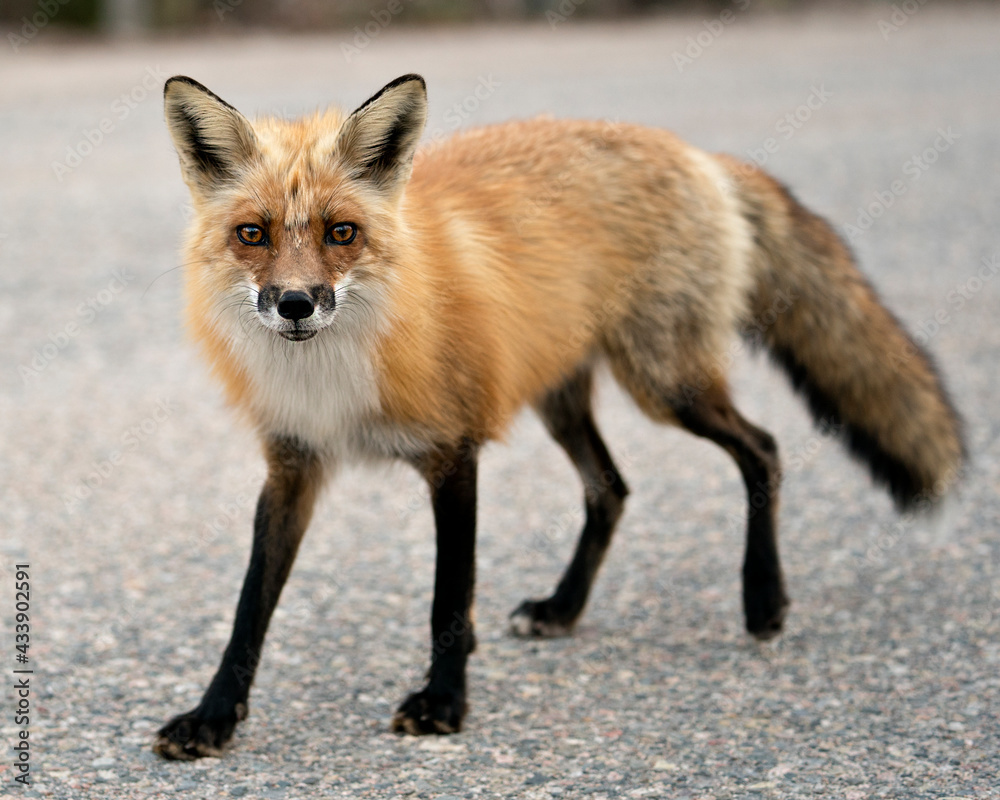 Fototapeta premium Red Fox Photo Stock. Fox Image. Close-up profile view looking at camera in the spring season with blur background in its environment and habitat. Picture. Portrait. Photo.