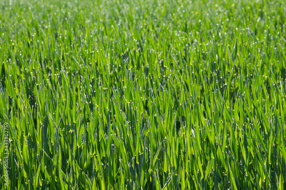 Green young crop plants in a field with morning dew drops for natural background Green young crop plants in a field with morning dew drops for natural background