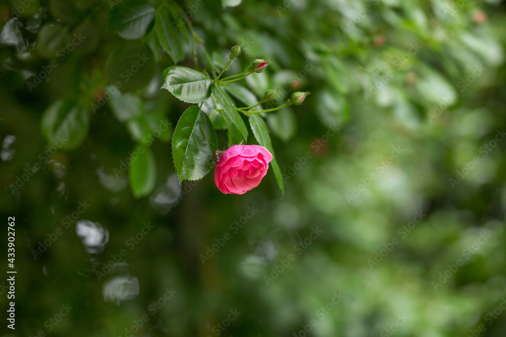 虫が止まるピンク色の薔薇 虫が止まるピンク色の薔薇