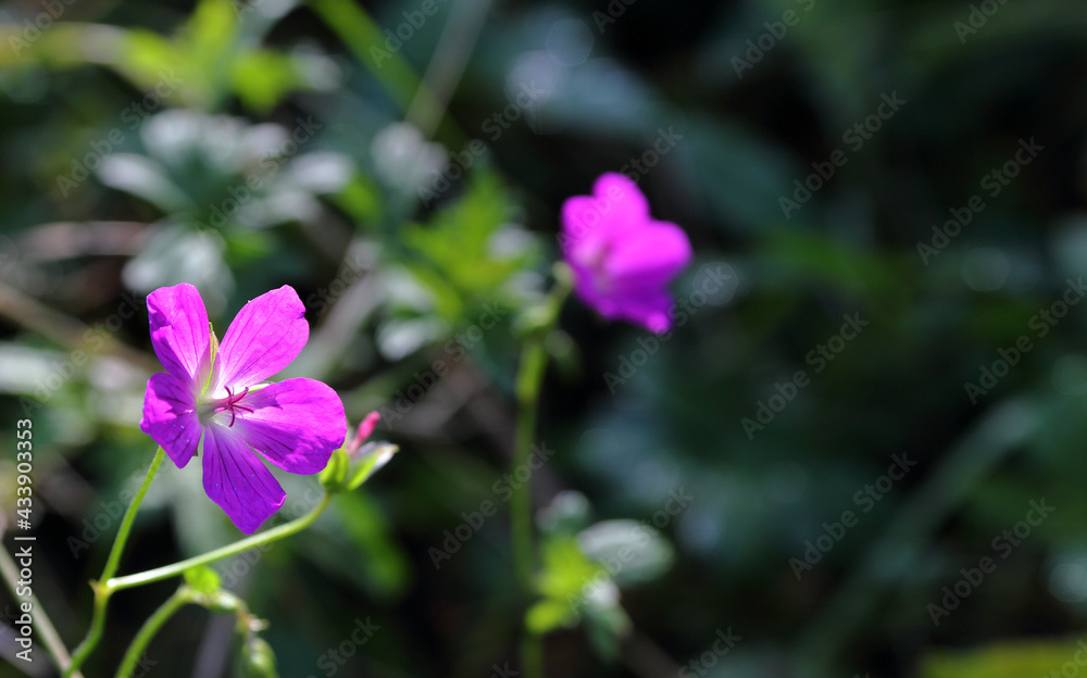 Close-up view of wild geranium flowers with beautiful bokeh in the background