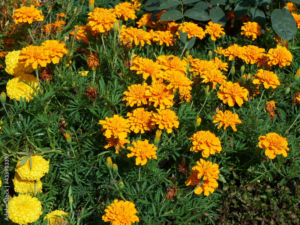 Blooming marigolds in bright sunlight