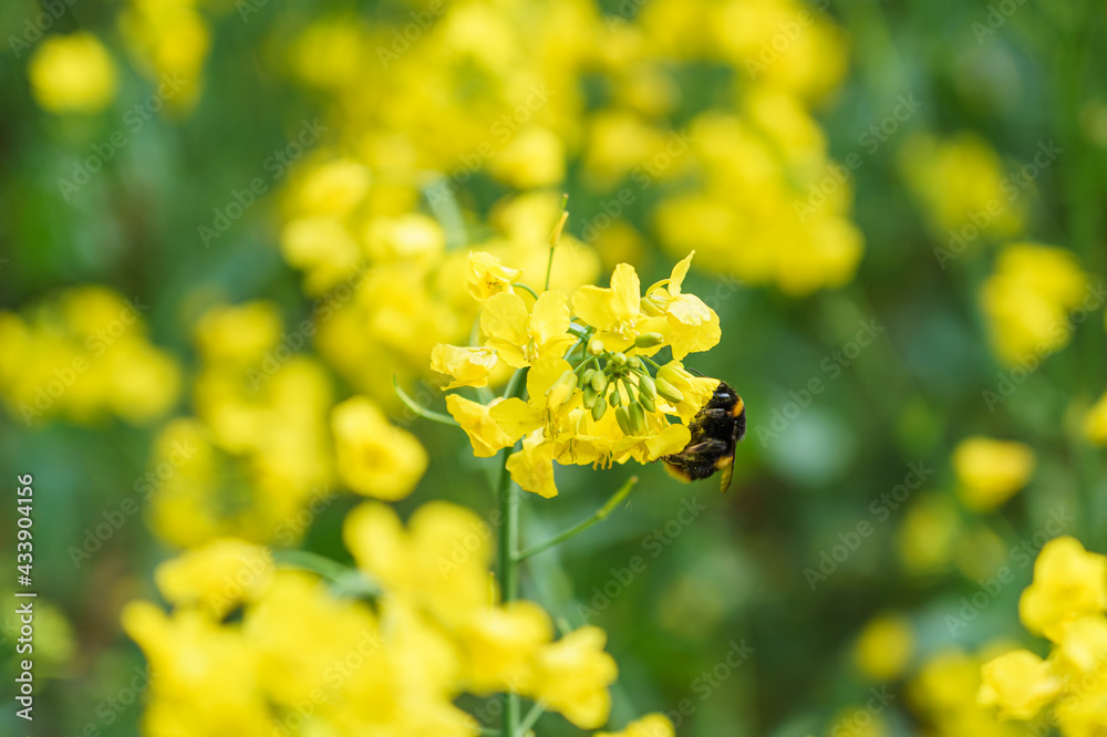 closeup of a bumble bee feeding from bright yellow rapeseed flowers