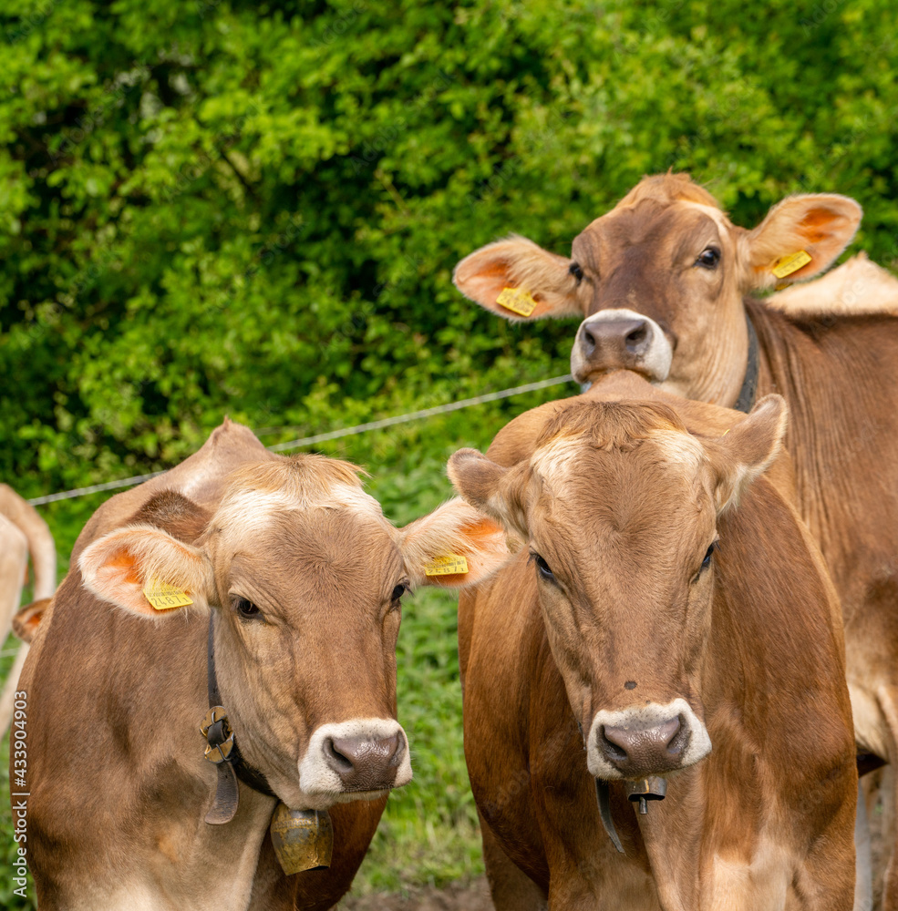 cows in a field