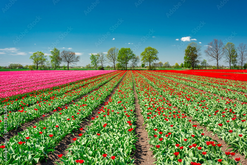 Beautiful blooming field of red tulips in northern Poland