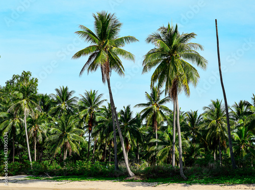 Beautiful coconut palm trees farm in Thailand. © Buratsakorn