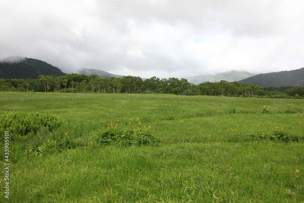 7月の尾瀬の風景。雨の降る湿原。 7月の尾瀬の風景。雨の降る湿原。