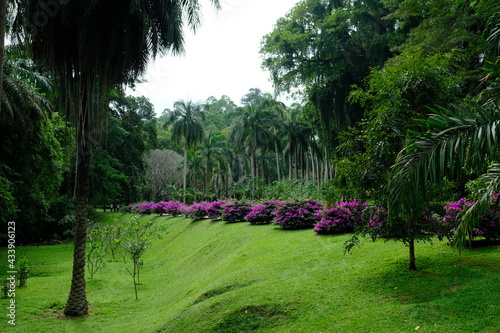 Fototapeta Naklejka Na Ścianę i Meble -  Sri Lanka - Kandy Royal Botanic Gardens