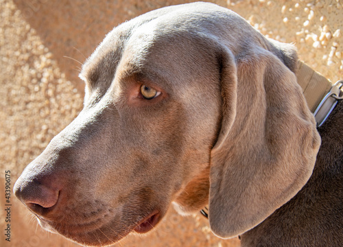 Braco de Weimar.
Perro recuperador de caza y mascota muy familiar de compañía.
