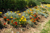 multicolored flowerbed in flowers red, yellow, orange ,meadow . horizontal. selective focus.Perennial garden flower bed.Colorful flower.