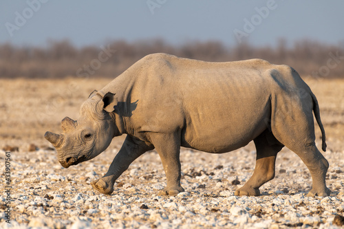 Black Rhino in the late afternoon light leaving waterhole in Etosha National Park  Namibia  Africa.
