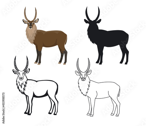 African animal waterbuck  in color, silhouette, contour and editable stroke photo