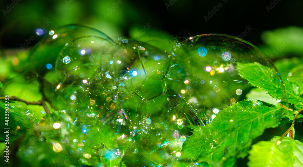 soap bubbles on the leaves soap bubbles on the leaves