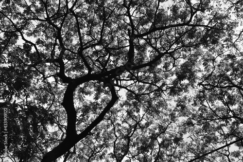 Beautiful black and white abstract forest background with branches and leaves of a tree, paradise earth concept