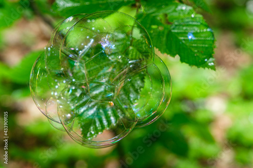 soap bubbles on the leaves