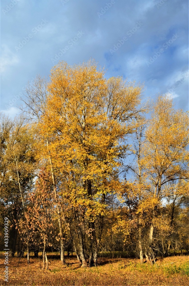 Fototapeta premium autumn in the forest