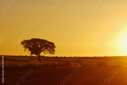 Tree with a large bird nest on the side of a gravel road in the desert at sunset with no clouds, in South Africa 